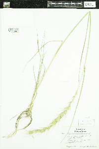 Elymus canadensis image