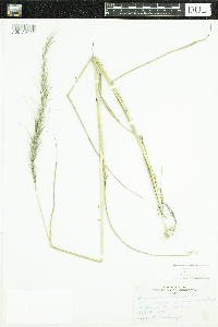 Elymus canadensis image