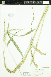 Elymus canadensis image