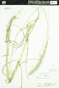 Elymus canadensis image