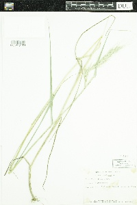 Elymus canadensis image