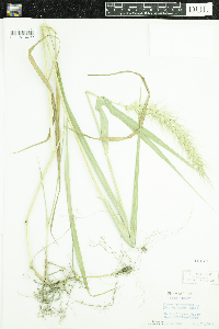 Elymus canadensis image