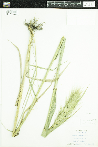 Elymus canadensis image