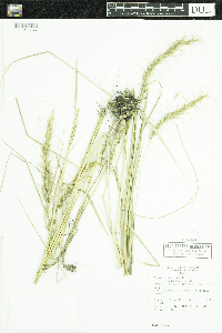 Elymus canadensis image