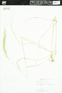 Elymus canadensis image