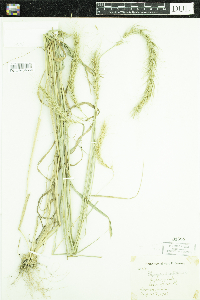 Elymus canadensis image