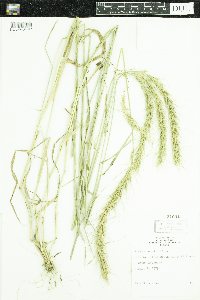 Elymus canadensis image