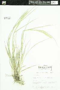 Elymus canadensis image