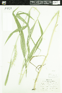 Elymus canadensis image