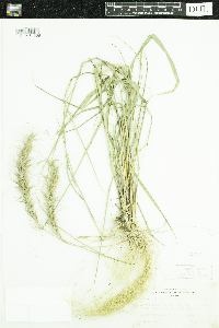 Elymus canadensis image