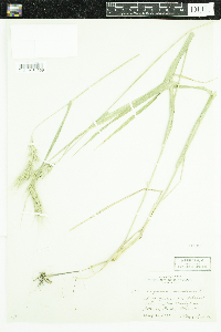 Elymus canadensis image