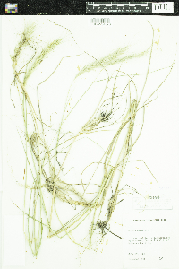Elymus canadensis image