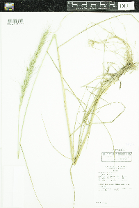 Elymus canadensis image