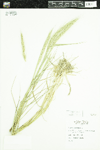 Elymus canadensis image