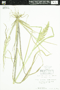 Echinochloa muricata var. muricata image
