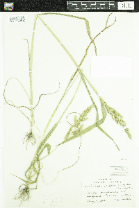 Echinochloa muricata var. muricata image