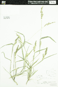 Echinochloa muricata var. muricata image