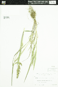 Echinochloa muricata var. muricata image