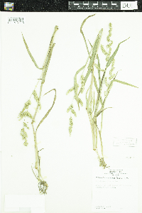 Echinochloa muricata var. muricata image