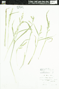 Echinochloa muricata var. muricata image