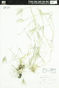 Dichanthium annulatum var. annulatum image
