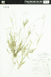 Dichanthelium dichotomum image