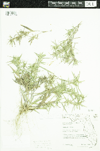 Dichanthelium sabulorum image