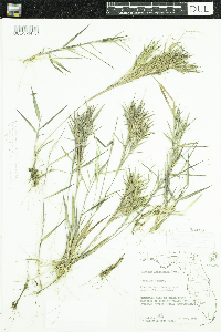 Dichanthelium sabulorum image