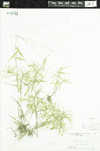 Dichanthelium dichotomum image