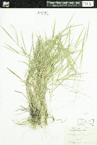 Digitaria cognata image