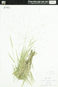 Digitaria cognata image