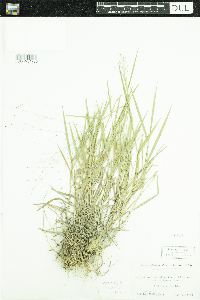 Digitaria cognata image