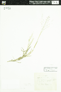 Digitaria cognata image