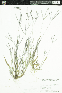 Digitaria ischaemum image