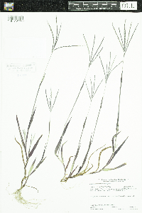 Digitaria ischaemum image
