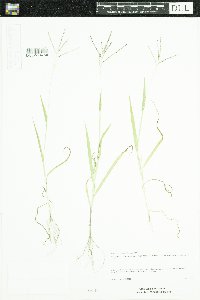 Digitaria ischaemum image
