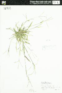 Digitaria ischaemum image