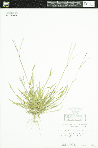 Digitaria ischaemum image