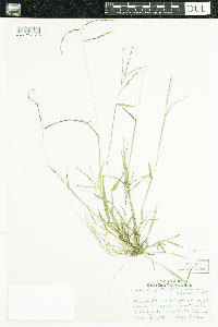 Digitaria ischaemum image