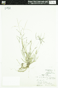 Digitaria ischaemum image
