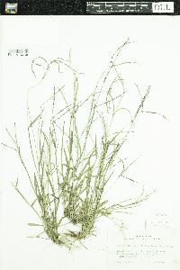 Digitaria ischaemum image