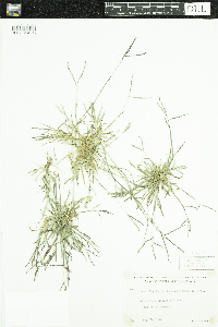 Digitaria ischaemum image