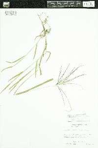 Digitaria ischaemum image