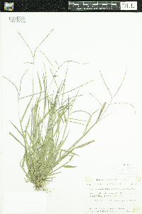 thumbnail image of current specimen