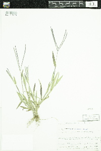 Digitaria sanguinalis image