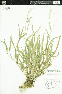 Digitaria sanguinalis image