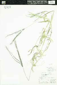 Digitaria sanguinalis image