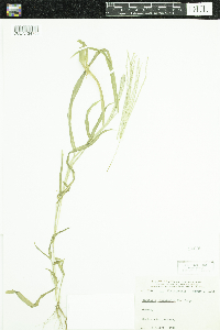 Digitaria sanguinalis image