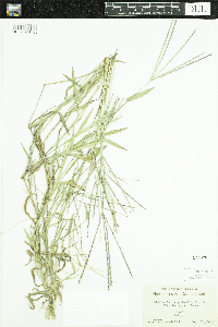 Digitaria sanguinalis image