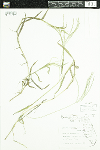 Digitaria sanguinalis image